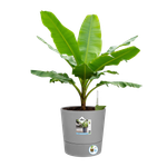 greensense aqua care rond 30cm ciment clair